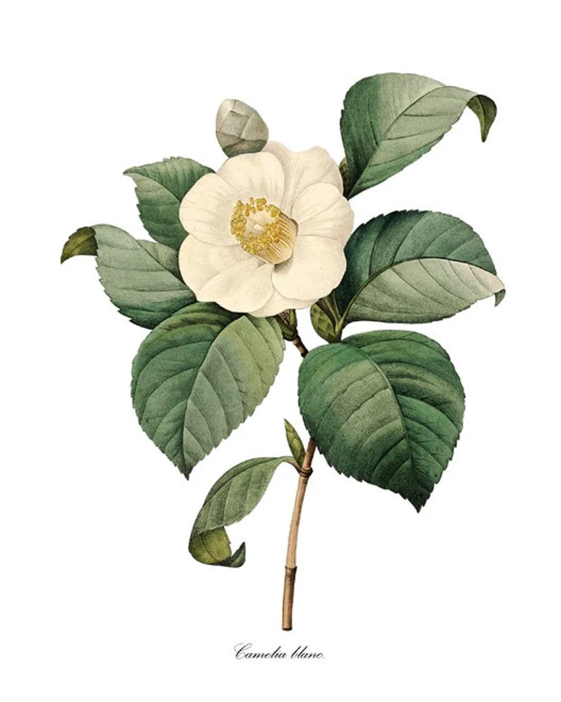 White Camellia Print, P.J. Redoute Art 'Camelia blanc', Antique Flower Illustration, Botanical Wa... | Etsy (US)