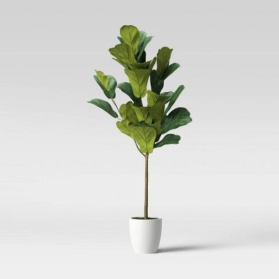 65" Fiddle Plant in White Pot - Opalhouse™ | Target