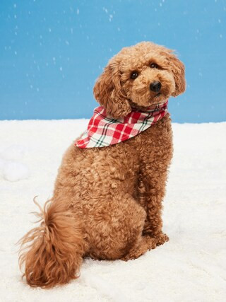 Printed Bandana for Pets | Old Navy (US)