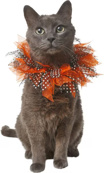 FRISCO Cat Collar Ruffle Costume Accessory, One Size - Chewy.com | Chewy.com