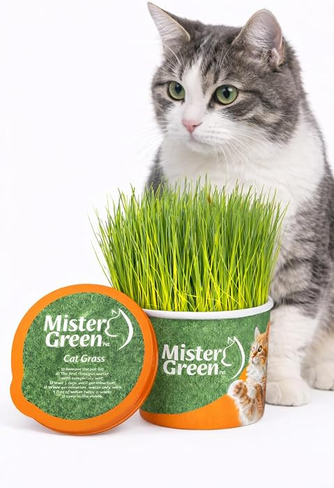 Cat Grass Grow Kit for Indoor Cats \u2013 Organic Cat Grass \u2013 Easy Grow Fresh Pet Grass \u20... | Amazon (US)