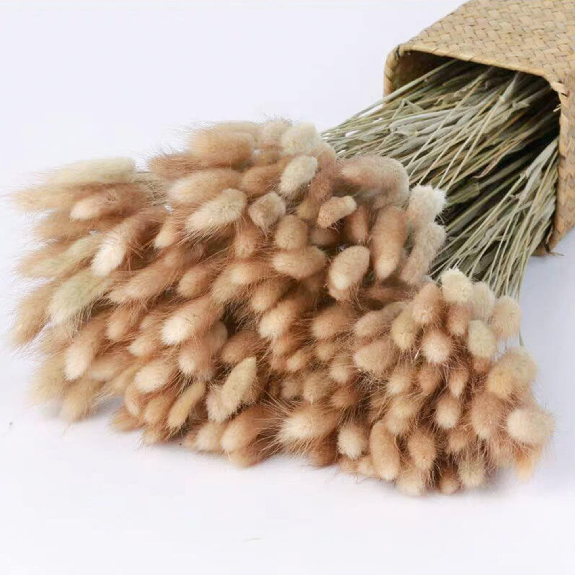 120pcs 17" Bunny Tails Dried Flowers Brown Pampas Grass Natural Rabbit Tail Grass Dry Floral Arra... | Amazon (US)