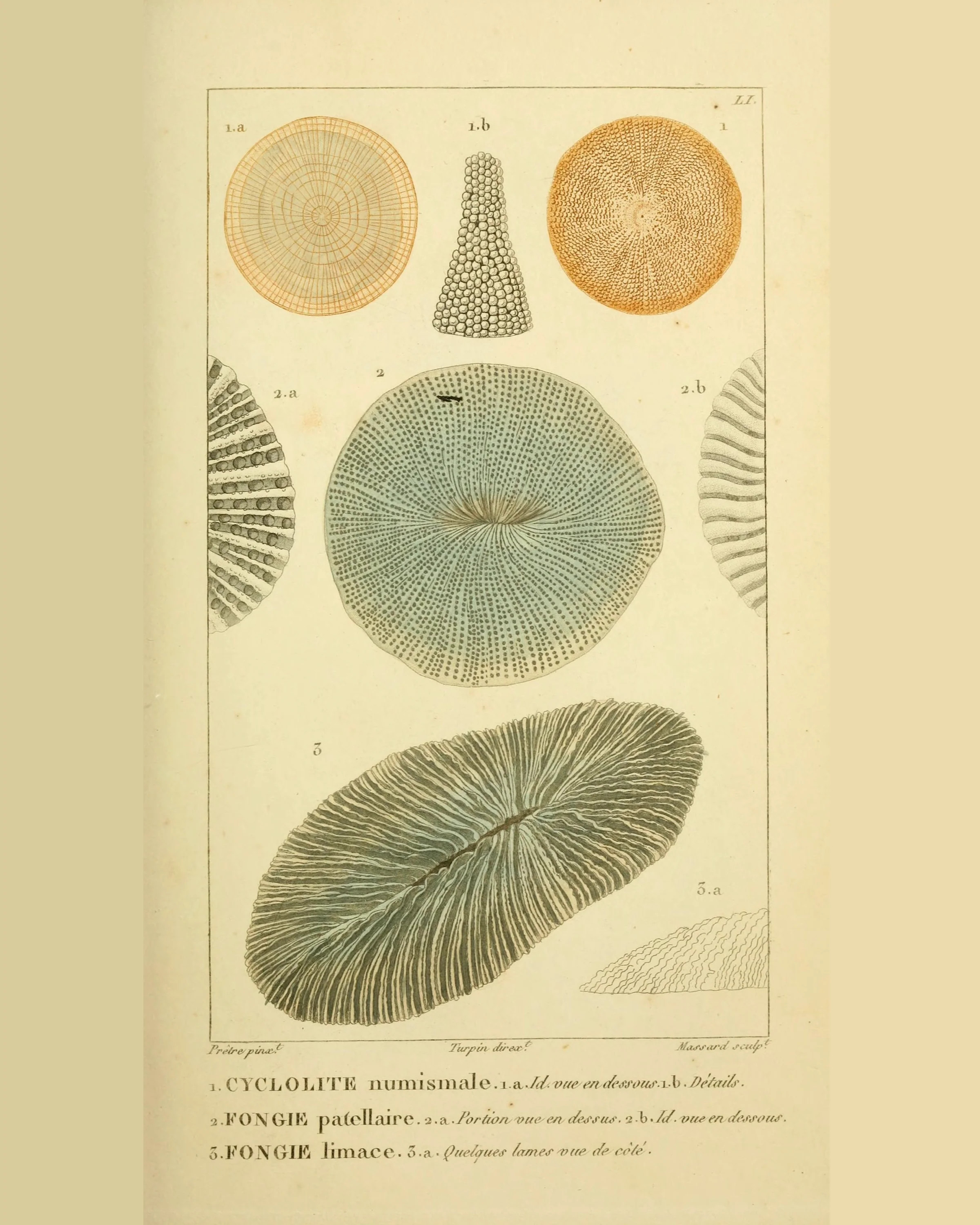 Coral Collection | Cyclolite | JSH Home Essentials