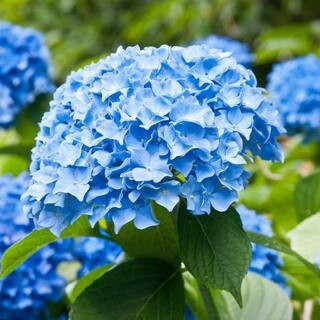 Hydrangea Nikko Blue, Live Bare Root Flowering Shrub (Bag of 1) | The Home Depot