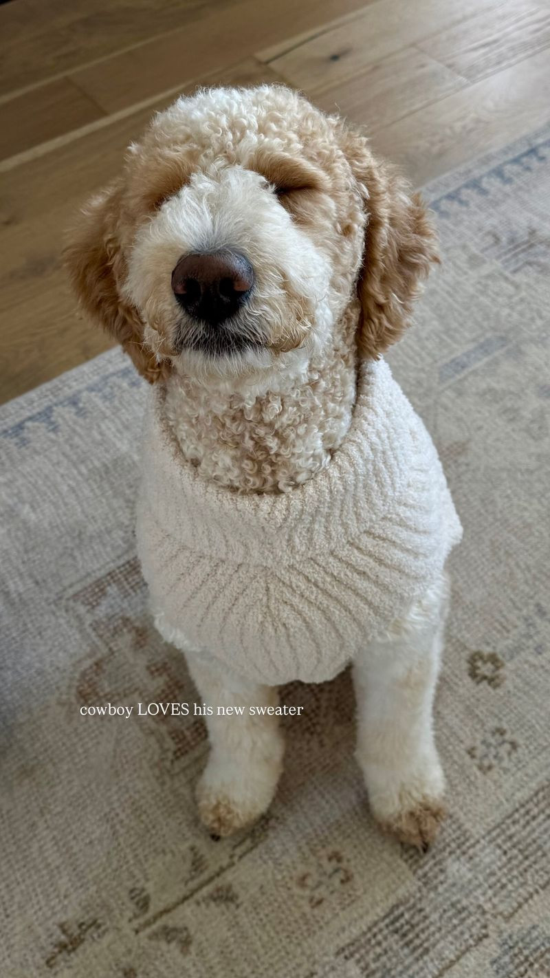 Mr. Cowboy loves his new sweater! 

 #LTKgrwm #LTKootd