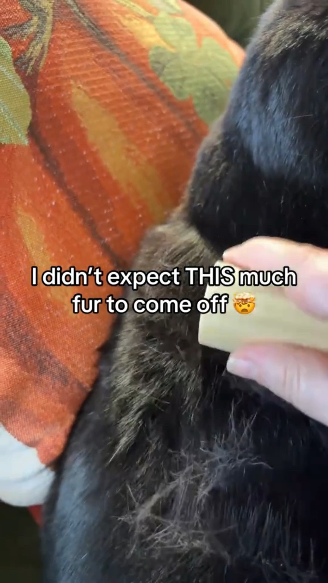 I use this little wooden brush on KitKat and it pulls off so much loose fur without bothering her. If your cat sheds nonstop, this one actually works. 

#LTKdayinmylife #LTKFindsUnder50 #LTKHome