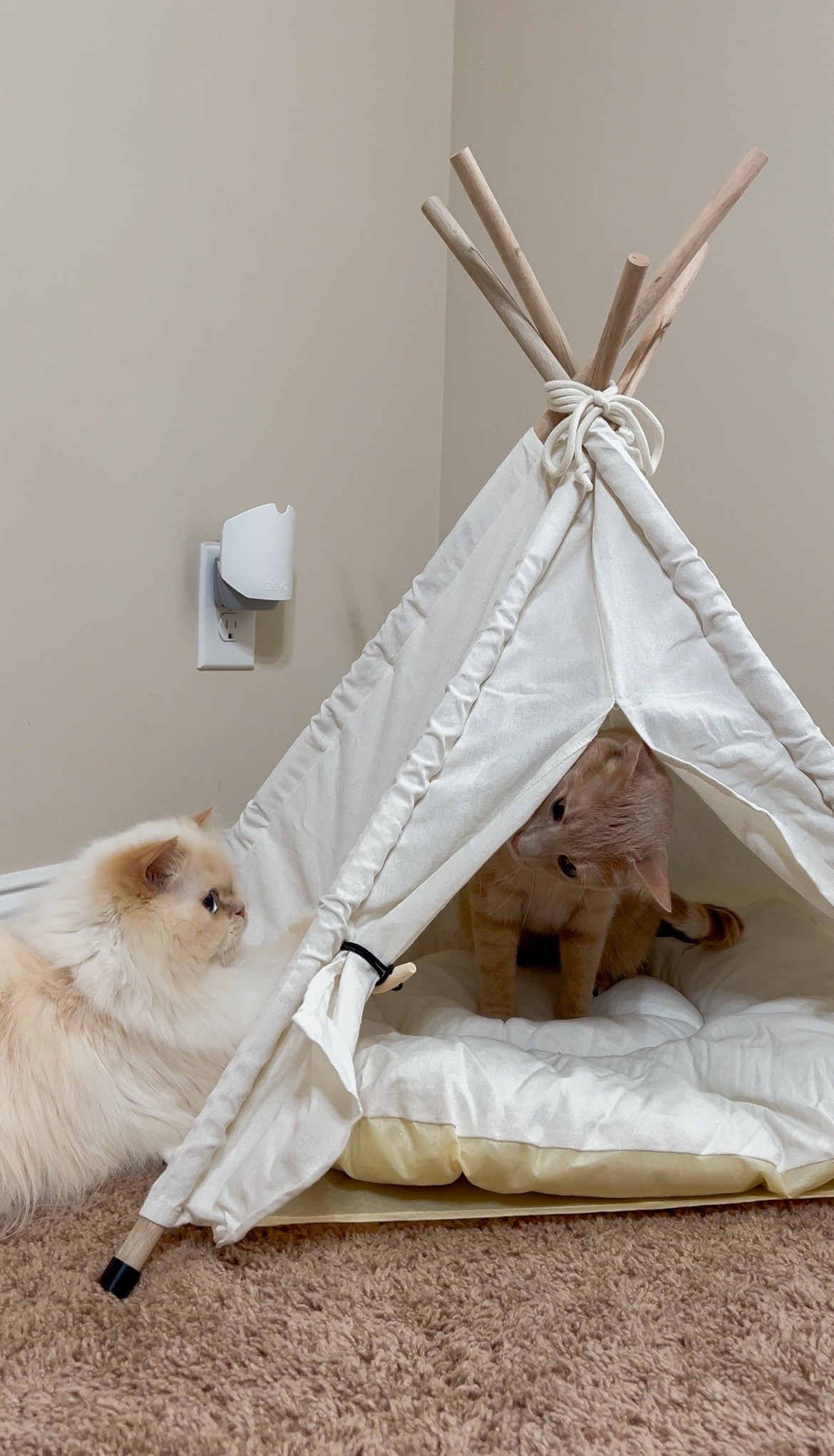 Linking similar below #camping #cats #catfurniture