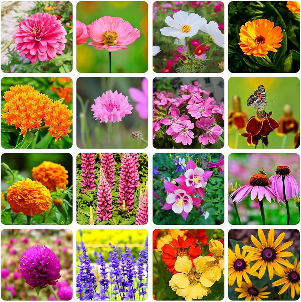 10000+ Perennial Mix Wildflower Seeds 16 Assorted Varieties of Heirloom Flower -1oz Zinnia Poppy ... | Amazon (US)