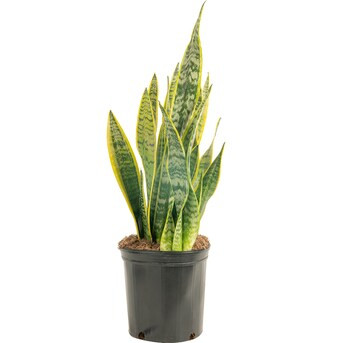 Costa Farms Snake Plant House Plant in 10-in Pot | Lowe's