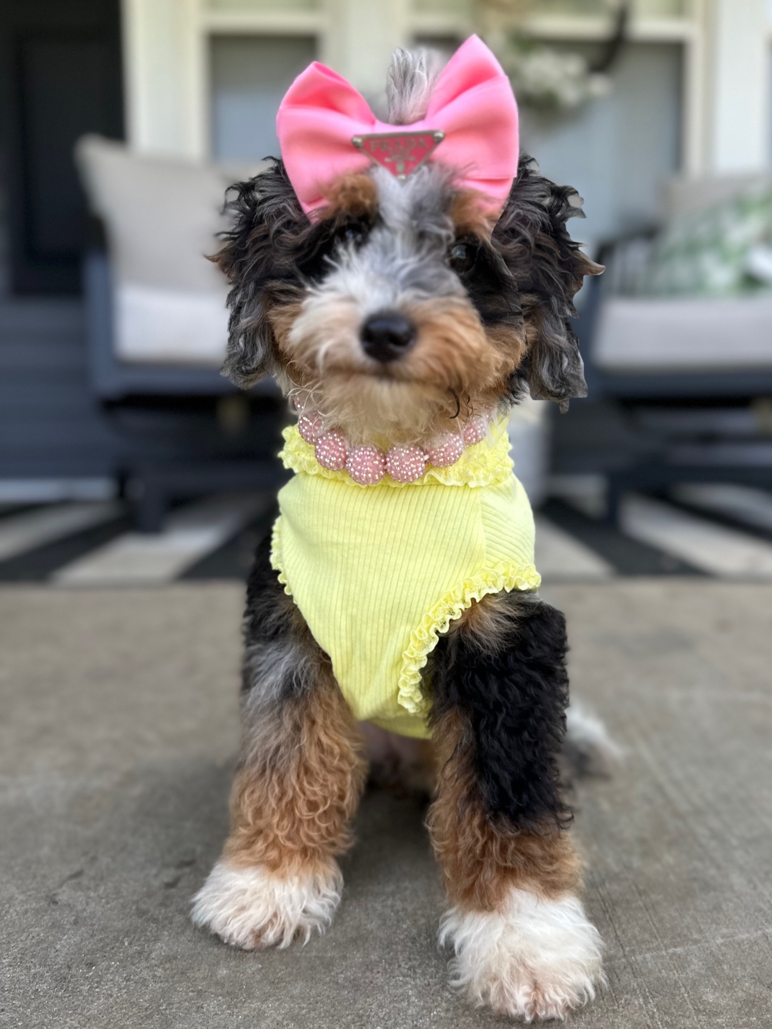 Ready to wear all black 🖤

Snag a bow from our friends shopthepawster.com use our code DOODLES10 😍

Top is from archieandwinston.com use code BARNEYWINNIE15 at checkout🤑

#LTKSeasonal #LTKfamily #LTKunder50