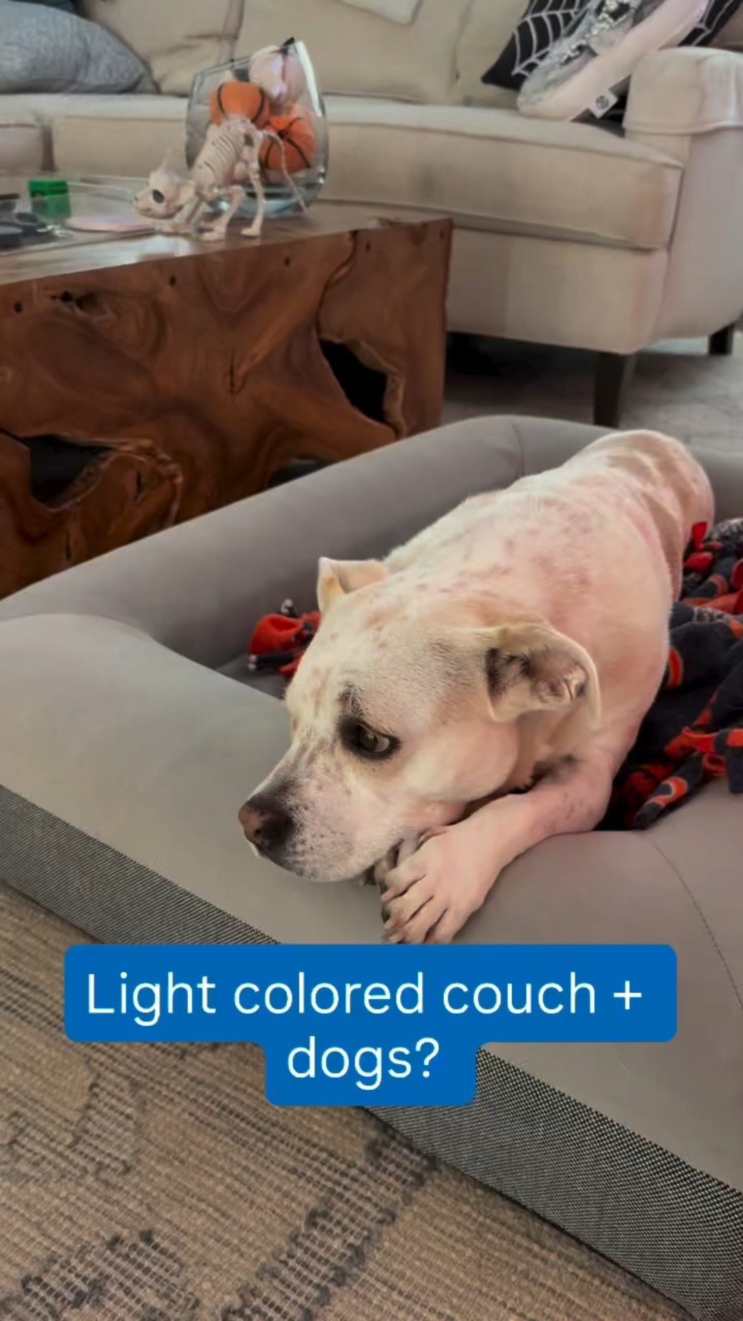 So many of you commented on my stories the other day about the couch covers I thought I’d share! 

They come in many different colors and sizes— I’d recommend measuring your couch before you buy.  I have two sets of these as I wash them weekly and swap out. 

The grippers on the backside are essential so they don’t slide off — and I sort of tuck them in too so they look nice and neat. 

Happy Dog Mama here! 🐶🐶🐶

Linked here and in stories : https://bit.ly/4ndBWHy