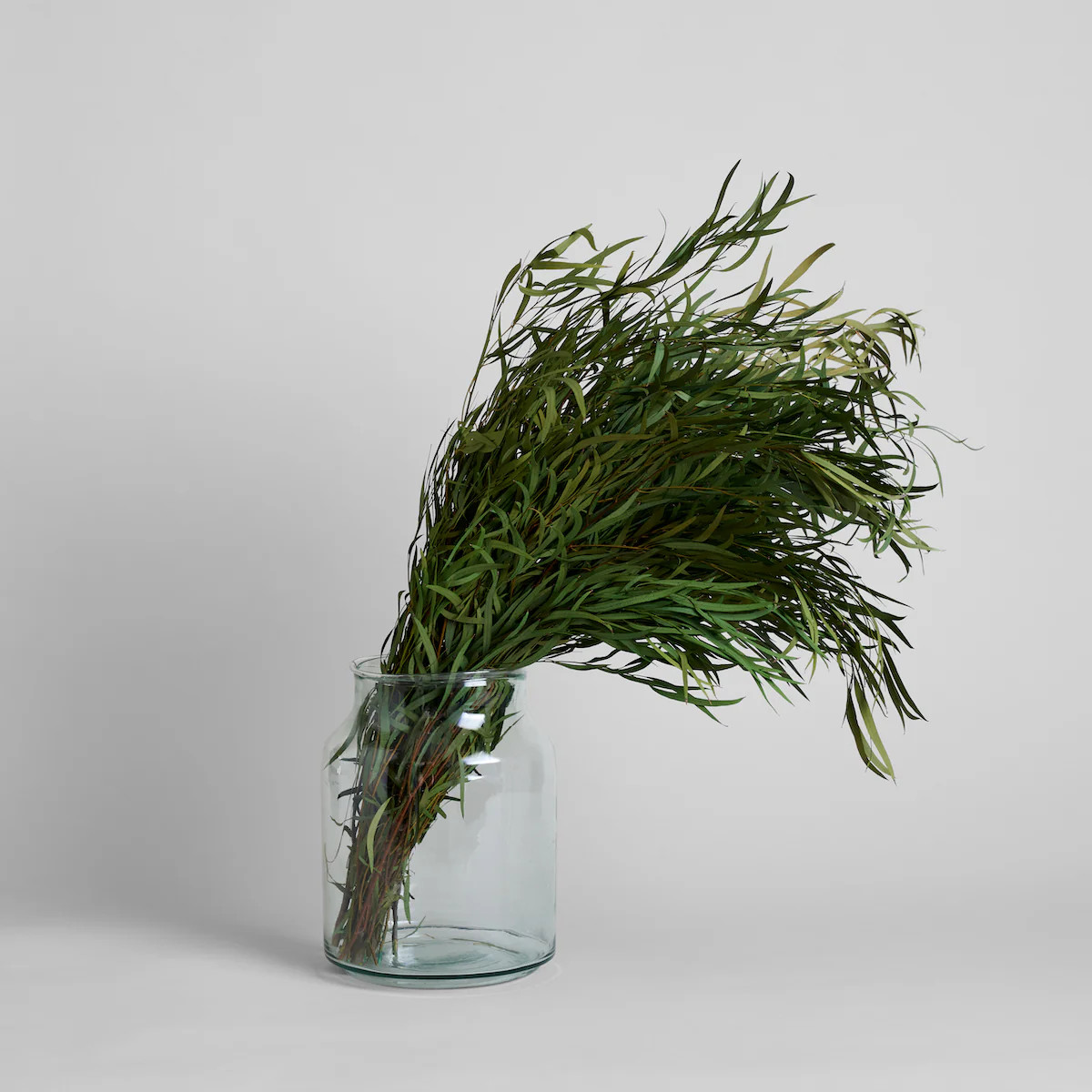 Preserved Seeded Feathered Willow | Bloomist