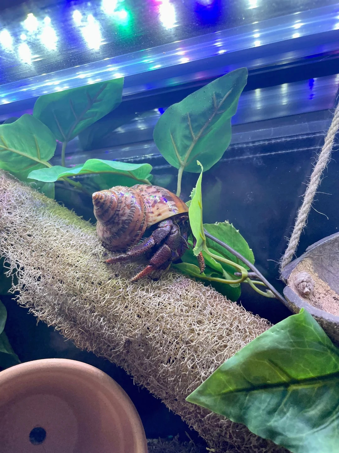 Luffa Crabby Climber | Hermit Crab Tank Decor - Etsy | Etsy (US)