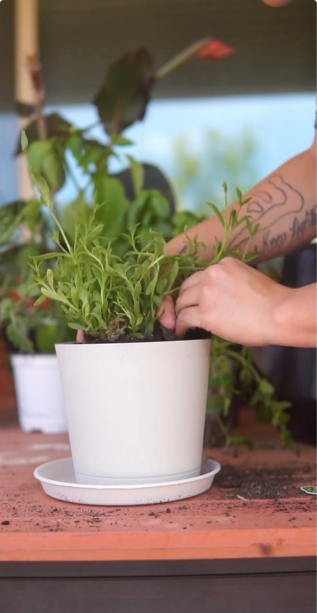 starting a garden of things we use
frequently in our house such as jalapeños, cilantro, and tomatoes with a few funsises sprinkled in.🫶🏼

#LTKHome #LTKSeasonal #LTKBeauty