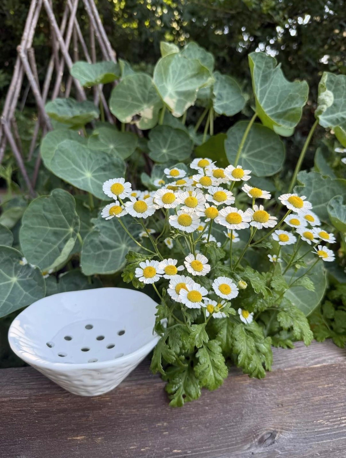 I love finding unique little pieces for displaying flowers from the garden 🌸 This Japanese flower frog has that classic look but with a fresh twist!
