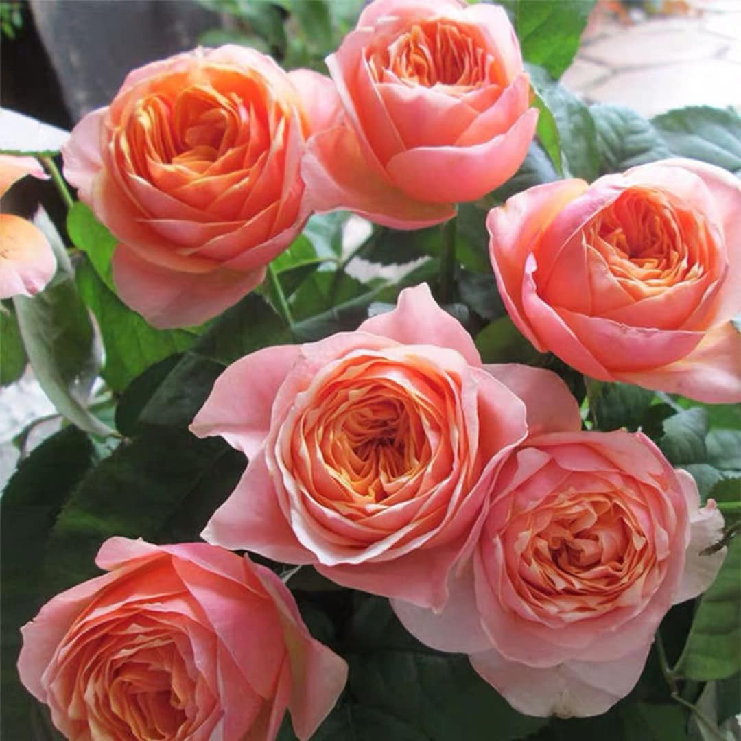 Rare rose vuvuzela 温柔珊瑚心 Own root. Fragrance. | Etsy (US)