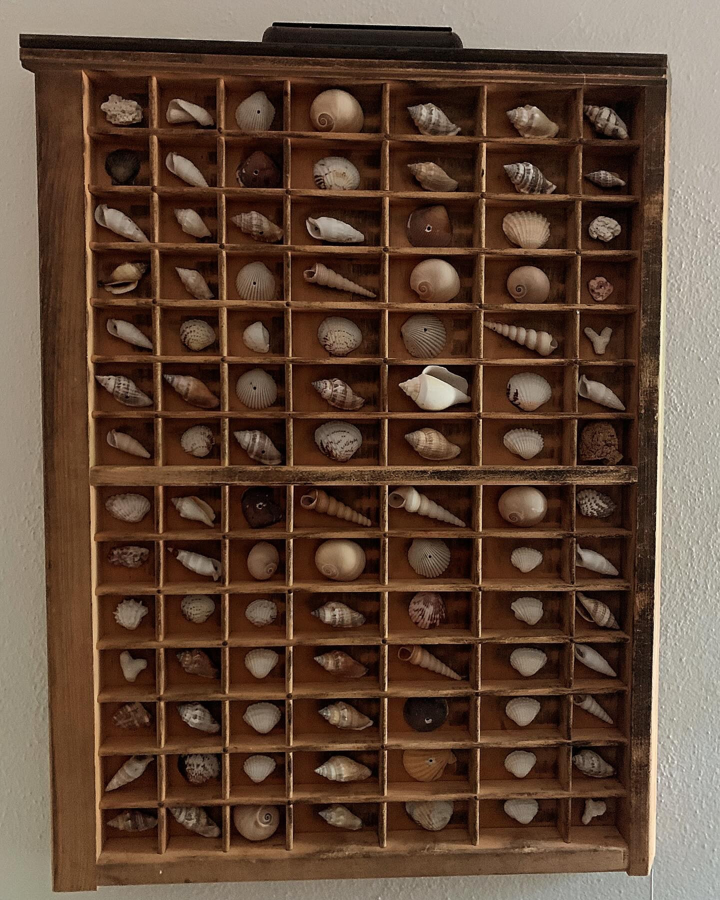 Every time I see a printers tray at an antique shop, I want it. I’ve never known what to do with it until I stumbled upon our seashell collection from our travels recently. I love how this turned out. It’s the perfect addition to my craft corner.

#cottage #acnhcottagecoreinspo #cottagecoreaesthetic #cottagecore #cottagecoreart #englishcottage #frenchcountry #frenchcountrystyle #englishcottagestyle #antiques #vintage #printerstray #seashell #seashellart #seashellcollection #seashells🐚 #ａｅｓｔｈｅｔｉｃ