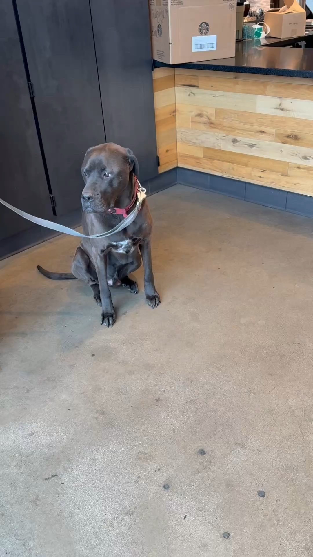 I love ALL the dogs. Mine, yours, everybody’s! I’m so thankful to live in a dog obsessed city. 
This young man was enjoying his FIRST pup cup EVER! 💋

#LTKWatchNow #LTKPets #LTKActive