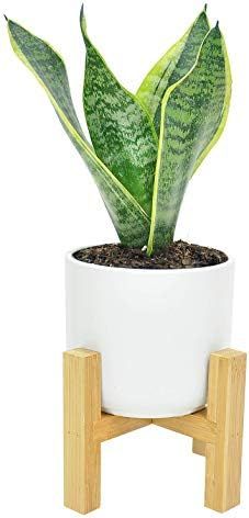 Costa Farms Snake, Sansevieria 4.25-Inch Wide Mid-Century Modern Planter Stand Set Fits on Shelve... | Amazon (US)