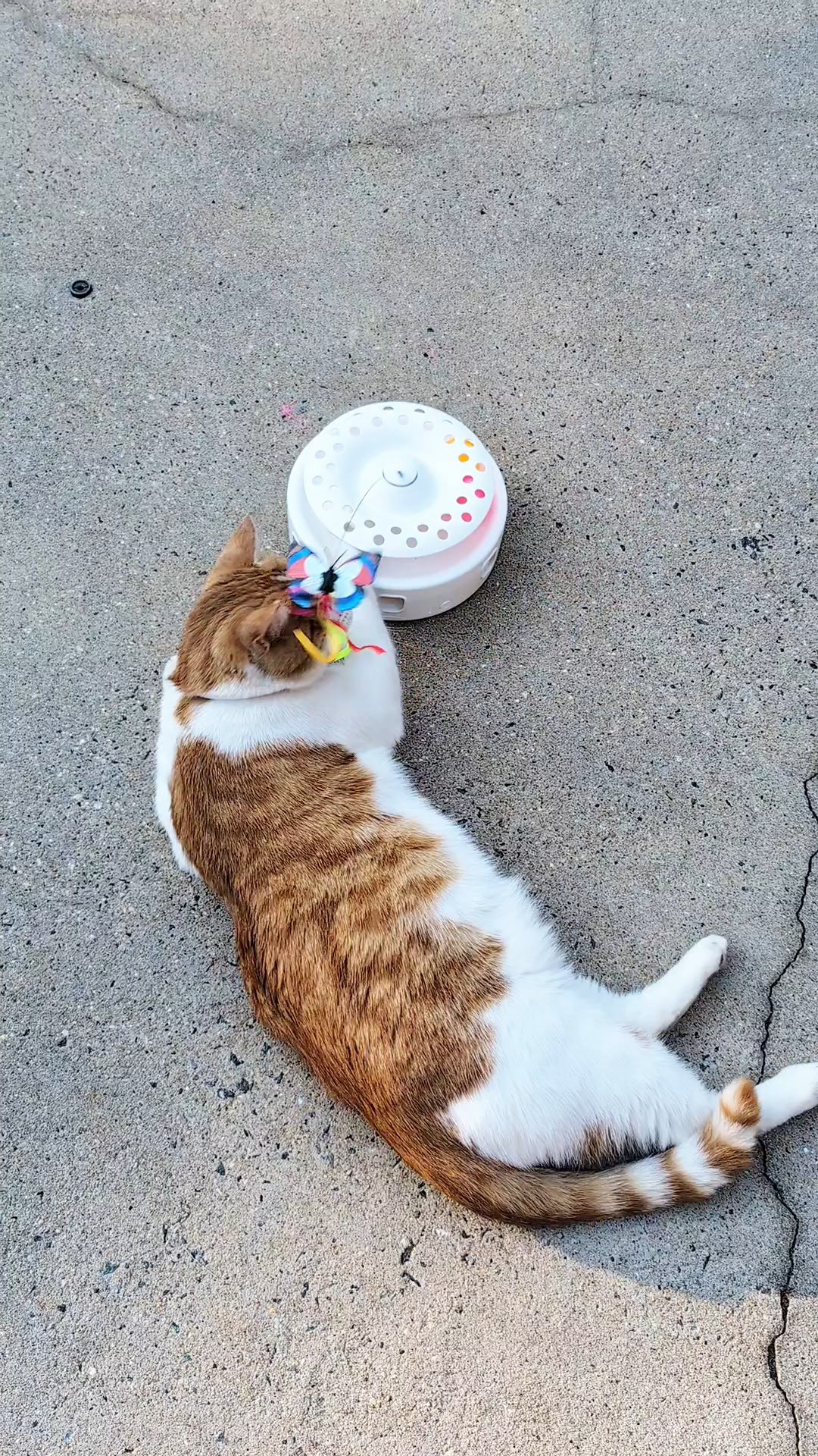 Potaroma Cat Toys 3in1 Automatic Interactive Kitten Toy, Fluttering Butterfly, Moving Feather, Track Balls, Dual Power Supplies, USB Powered, Indoor Exercise Kicker #Cat #cattoy #catlover #cats #catfun

#LTKstorytime #LTKHome #LTKSaleAlert