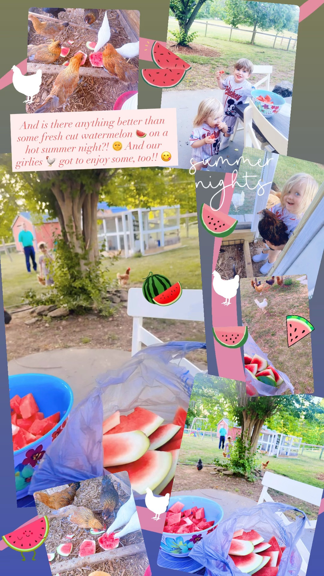 And is there anything better than some fresh cut watermelon 🍉 on a hot summer night?! 🌞 And our girlies 🐓 got to enjoy some, too!! 😋