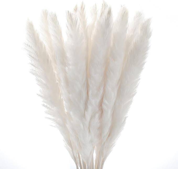 Momkids 30 Pcs Pampas Natural Grass Reed Plume Winter Dried Flowers Phragmites Communis Bouquet T... | Amazon (US)