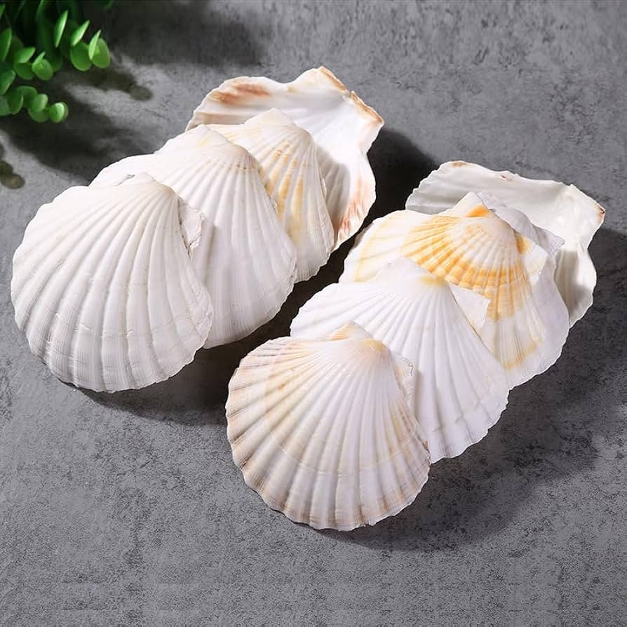 QEQEKAKA 6PCS Scallop Shells 4‘’-4.5" Natural Sea Shells White Hawaiian Scallop Shells for Ba... | Amazon (CA)