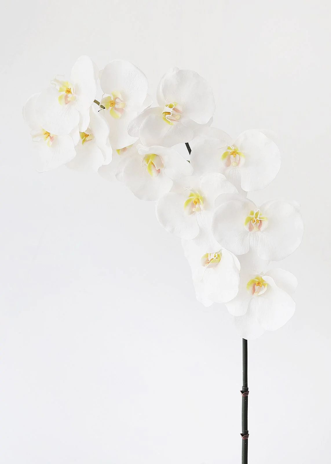 White Phalaenopsis Orchid Spray | Soft Touch Flowers | Afloral.com | Afloral