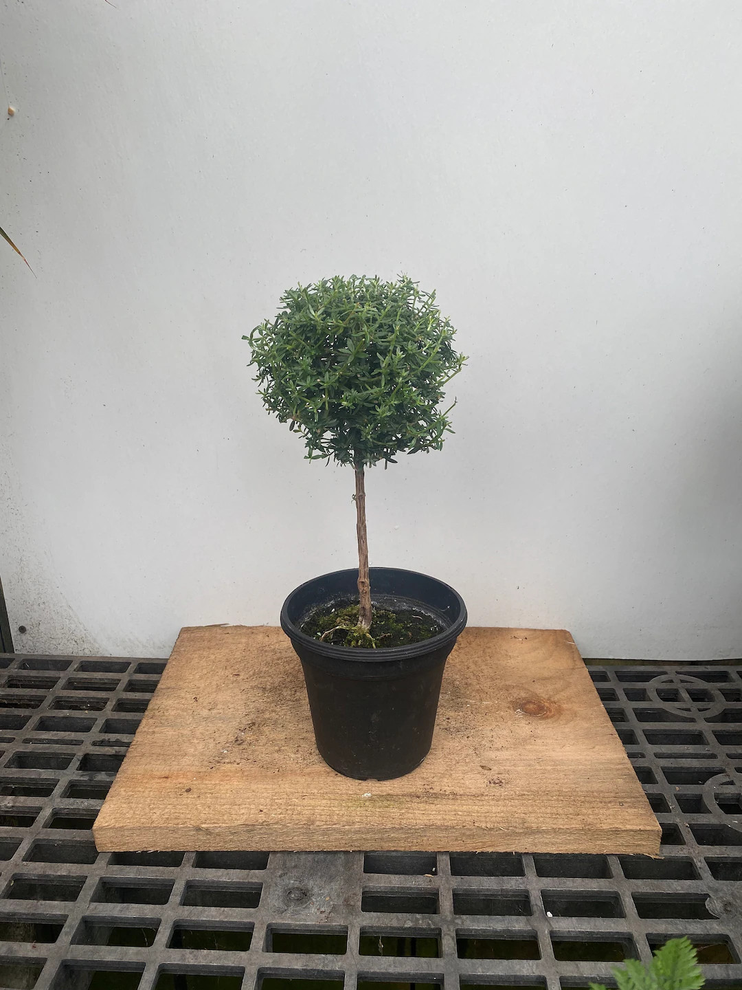 Westringia Topiary 6" Pot Single Head Real Live Topiary Coastal Rosemary - Etsy | Etsy (US)