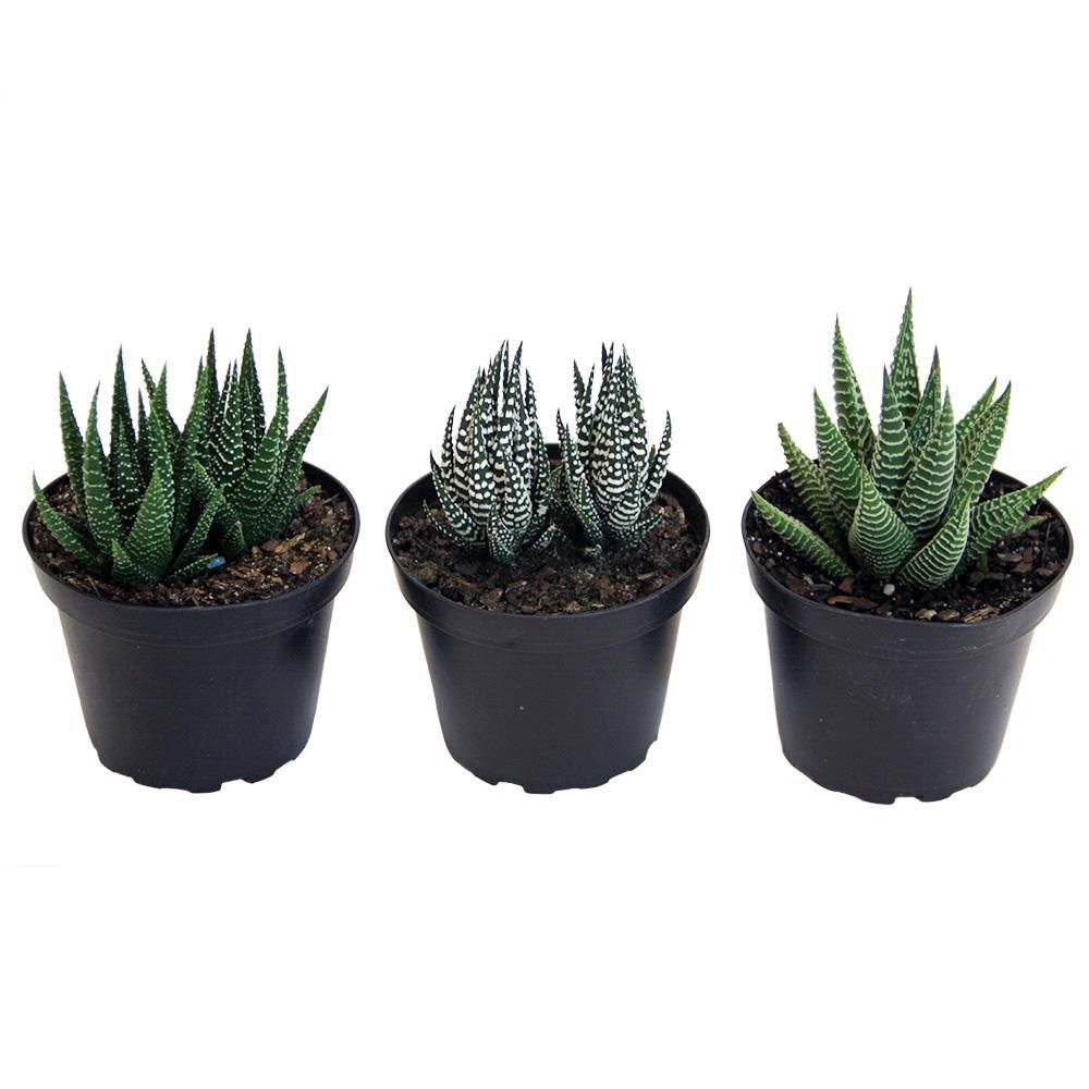 Haworthia Succulent Assortment in 4 in. Grower Pot (3-Pack) | The Home Depot