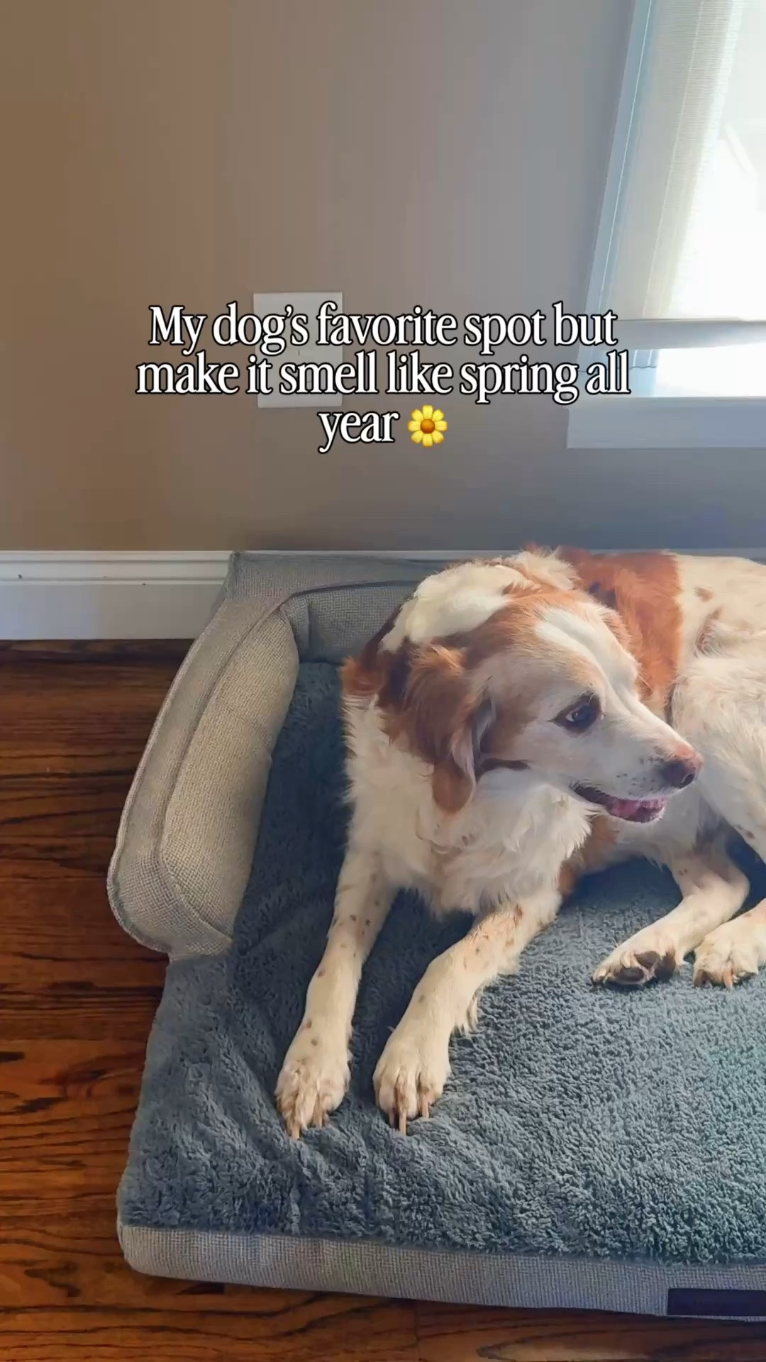 If your dog’s hangout spot needs a reset… this Mrs. Meyer’s Dandelion diffuser is it 🌼

Fresh, clean, citrusy-floral scent that fills the room without being overpowering. Plug it in and the whole space just feels better.

Gifted by @mrsmeyerscleanday

Obsessed with the matching Dandelion scents too — dish soap, hand soap, room refresher, and multi-surface cleaner that make kitchen cleanup smell like spring. The whole house is getting the refresh treatment!

#LTKmomlife #LTKSeasonal #LTKHome