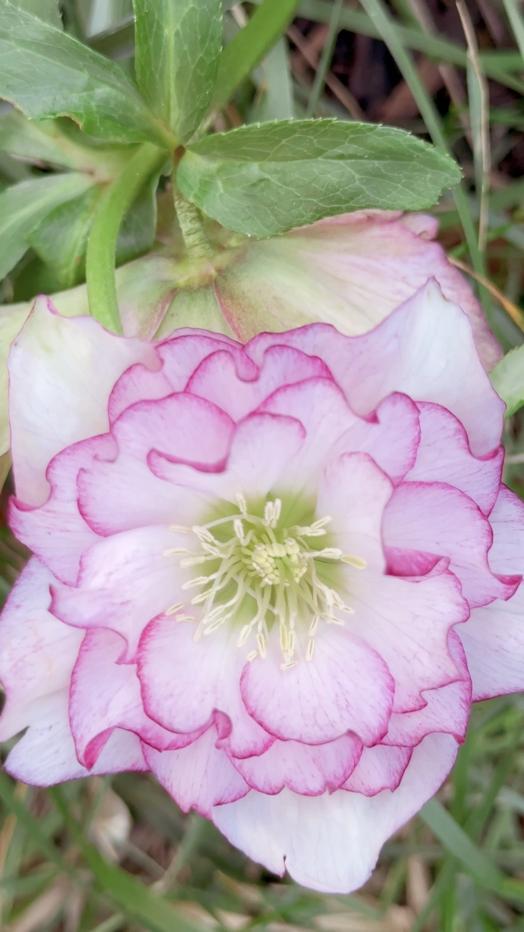 Who says you can’t have flowers in the winter????

#LTKspring #LTKSpringSale #LTKspringtrends