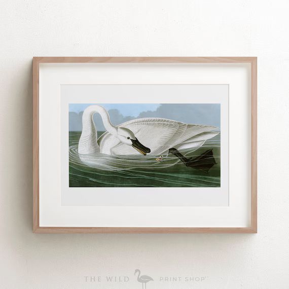 Vintage Bird Print Trumpeter Swan Print Bird Wall Art - Etsy | Etsy (US)