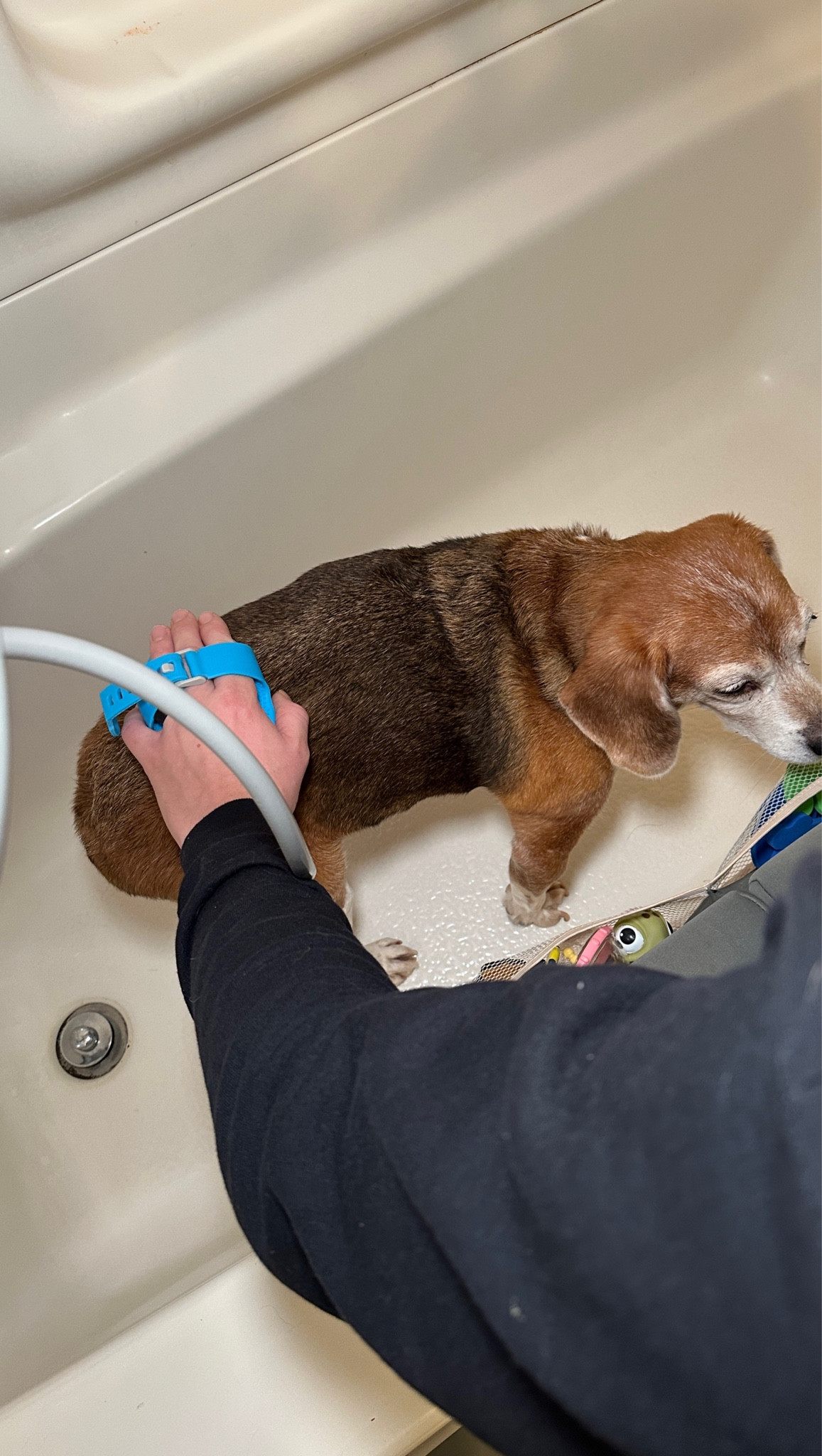 With 4 dogs, our Aqua Paw has been used more times than you can count! Perfect for smaller homes without personal doggy bath areas 🙃 

#dog #dogs #doggrooming #pets

#LTKPets #LTKFamily #LTKFindsUnder50