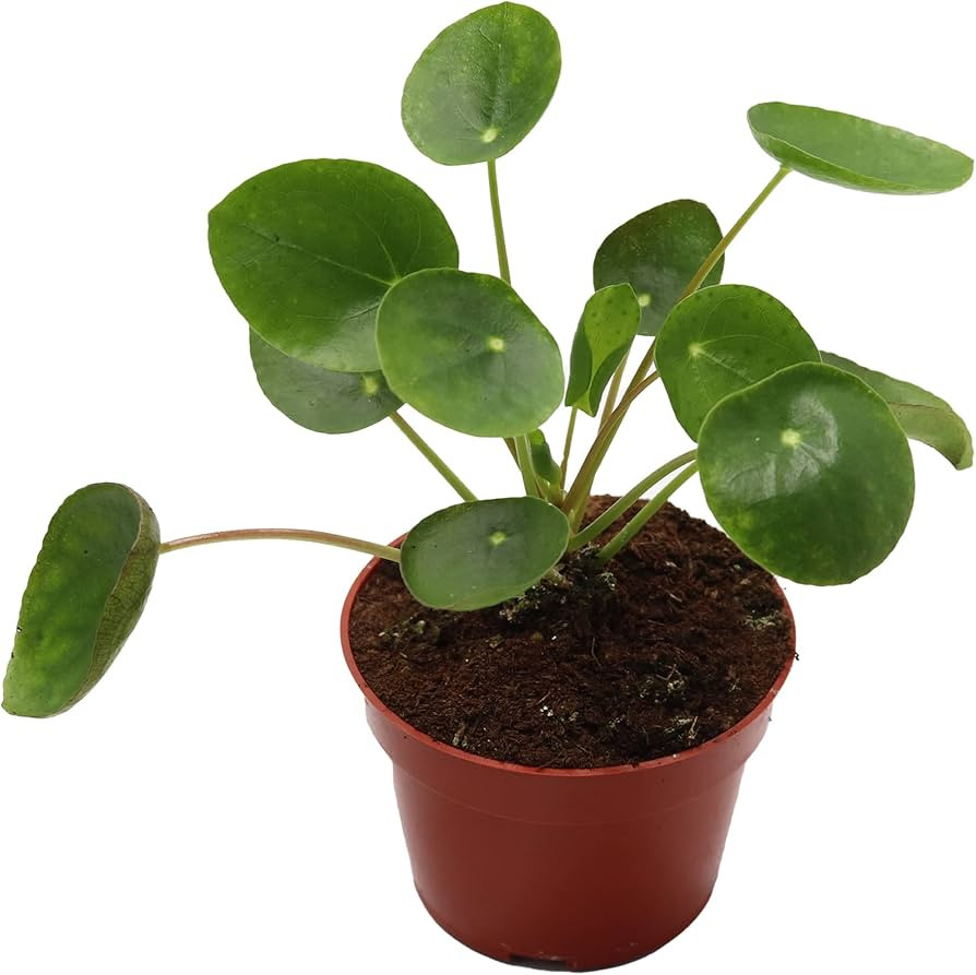 California Tropicals Rare Chinese Money Plant (Pilea Peperomioides) - Live House Plant, 4 Inch Po... | Amazon (US)