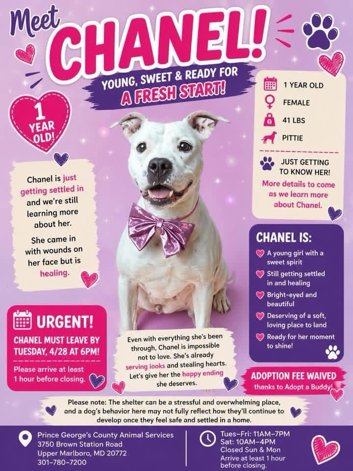 𝗦𝗛𝗔𝗥𝗘 🐾𝗧𝗔𝗚🐾𝗖𝗢𝗠𝗠𝗘𝗡𝗧🐾𝗗𝗢𝗡𝗔𝗧𝗘
‌
Calling all dog lovers….15 dogs remain on this week’s PG County County Shelter urgent list.…𝘁𝘄𝗼 𝗼𝗳 𝘁𝗵𝗲𝗺 𝗮𝗿𝗲 𝗷𝘂𝘀𝘁 𝟭 𝘆𝗲𝗮𝗿 𝗼𝗹𝗱!
‌
𝗔𝗹𝗹 𝗺𝘂𝘀𝘁 𝗯𝗲 𝗿𝗲𝘀𝗰𝘂𝗲𝗱 𝗼𝗿 𝗮𝗱𝗼𝗽𝘁𝗲𝗱 𝗯𝘆 𝟲:𝟭𝟱 𝗽𝗺 𝗧𝗨𝗘𝗦𝗗𝗔𝗬 𝟰/𝟮𝟴 𝗼𝗿 𝘁𝗵𝗲𝘆 𝘄𝗶𝗹𝗹 𝗯𝗲 𝗲𝘂𝘁𝗵𝗮𝗻𝗶𝘇𝗲𝗱.
‌
𝘛𝘩𝘦 𝘱𝘰𝘸𝘦𝘳 𝘰𝘧 𝘴𝘰𝘤𝘪𝘢𝘭 𝘮𝘦𝘥𝘪𝘢 𝘩𝘦𝘭𝘱𝘦𝘥 𝘴𝘢𝘷𝘦 𝘰𝘷𝘦𝘳 800 𝘥𝘰𝘨𝘴 𝘧𝘳𝘰𝘮 𝘵𝘩𝘦 𝘴𝘩𝘦𝘭𝘵𝘦𝘳 𝘭𝘢𝘴𝘵 𝘺𝘦𝘢𝘳! 𝘓𝘦𝘵’𝘴 𝘬𝘦𝘦𝘱 𝘪𝘵 𝘶𝘱!
‌
𝗧𝗵𝗲 𝘀𝗵𝗲𝗹𝘁𝗲𝗿 𝗶𝘀 𝗰𝗹𝗼𝘀𝗲𝗱 𝗦𝘂𝗻𝗱𝗮𝘆 & 𝗠𝗼𝗻𝗱𝗮𝘆 𝘀𝗼 𝗽𝗹𝗲𝗮𝘀𝗲 𝗵𝗲𝗹𝗽 𝘀𝗽𝗿𝗲𝗮𝗱 𝘁𝗵𝗲 𝘄𝗼𝗿𝗱 𝗡𝗢𝗪!
‌
Adoption Hours:
Tues- Fri: 11 am - 7 pm
Sat: 10 am - 4 pm
‌
See them all on the Friends of PG County Animal Shelter page & share this message to help save them!
‌
Check out individual dog reels posted by volunteers + share them:
@al_the_petpal83
@honeypieandfosterfriends
@chelsea_andherdogs
@adopt_a_best_friend
@hazel_andpgpittiepals
‌

**Thanks to Lauren Kaplan for creating these informative graphics! 
𝘧𝘢𝘤𝘦𝘣𝘰𝘰𝘬.𝘤𝘰𝘮/𝘭𝘢𝘶𝘳𝘦𝘯.𝘬𝘢𝘱𝘭𝘢𝘯.312277