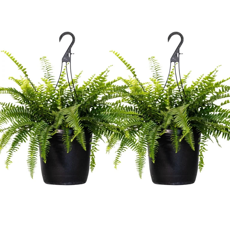 Visit the United Nursery Store(4.4)|2,505 2-Pack Of Live Boston Fern Tropical Plants 20-24 in Wid... | Walmart (US)