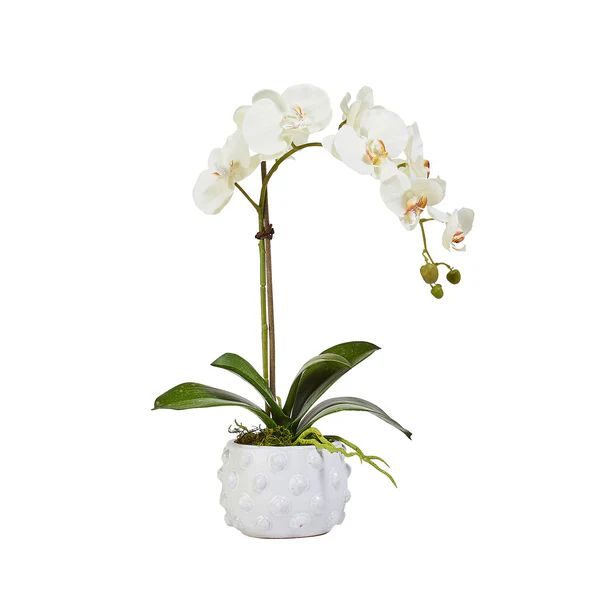Faux Single White Orchid in Spotted Pot | Caitlin Wilson Design