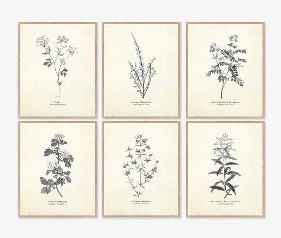 Vintage French Botanical Illustration Set of 6 Wall Art - Etsy | Etsy (US)