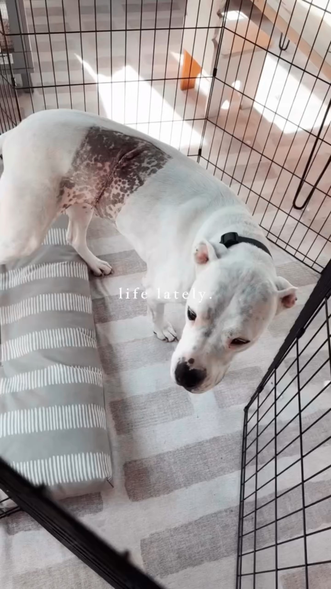 life lately 🖤

I haven’t shared as much of the behind-the-scenes stuff lately — not because there hasn’t been plenty happening, but honestly because there’s just been a lot. Between work, the house, and life in general, both Kyle and I have been feeling pretty stretched thin.

The kids are doing great though — the boys are officially sharing a room, Hazel’s holding her own, and Gryffin’s now in a big boy bed (somehow it feels like that happened way too fast). Nala had surgery to remove her mast cell tumor, and we got the best possible news — everything was removed and it was low-stage, so she should be good to go.

Hunting season kicked off, we’re still working on siding and roofing, and I’ve somehow managed to stay consistent with workouts — officially 20 pounds down since January.

And because we clearly needed something to wind down with, we watched the full season of Monster with Charlie Hunnam as Ed Gein. I already knew a lot of the details of that case and had seen the crime scene photos, but the show still hit hard. It’s been sitting with me ever since.

Trying to remind myself that even when things feel full and overwhelming, we’re moving forward — staying consistent, finding our rhythm, and soaking up this season as we head into hunting and the holidays.

Also… has anyone else watched Monster yet? I have thoughts — and I need to hear yours. 😬

————

#momlife #lifelately #familylife #huntingseason #fallvibes #homeprojects #renovationlife #smalltownliving #newenglandlife #workingparents #designbuildlife #fitnessjourney #20poundsdown #postpartumjourney #stayingconsistent #momofthree #bigboybed #dogmomlife #strongmoms #reallifeupdate #crimejunkie #truecrimestories #monsteredgein #seasonoflife #holidayseasonahead #edgein #monster #netflixmonster