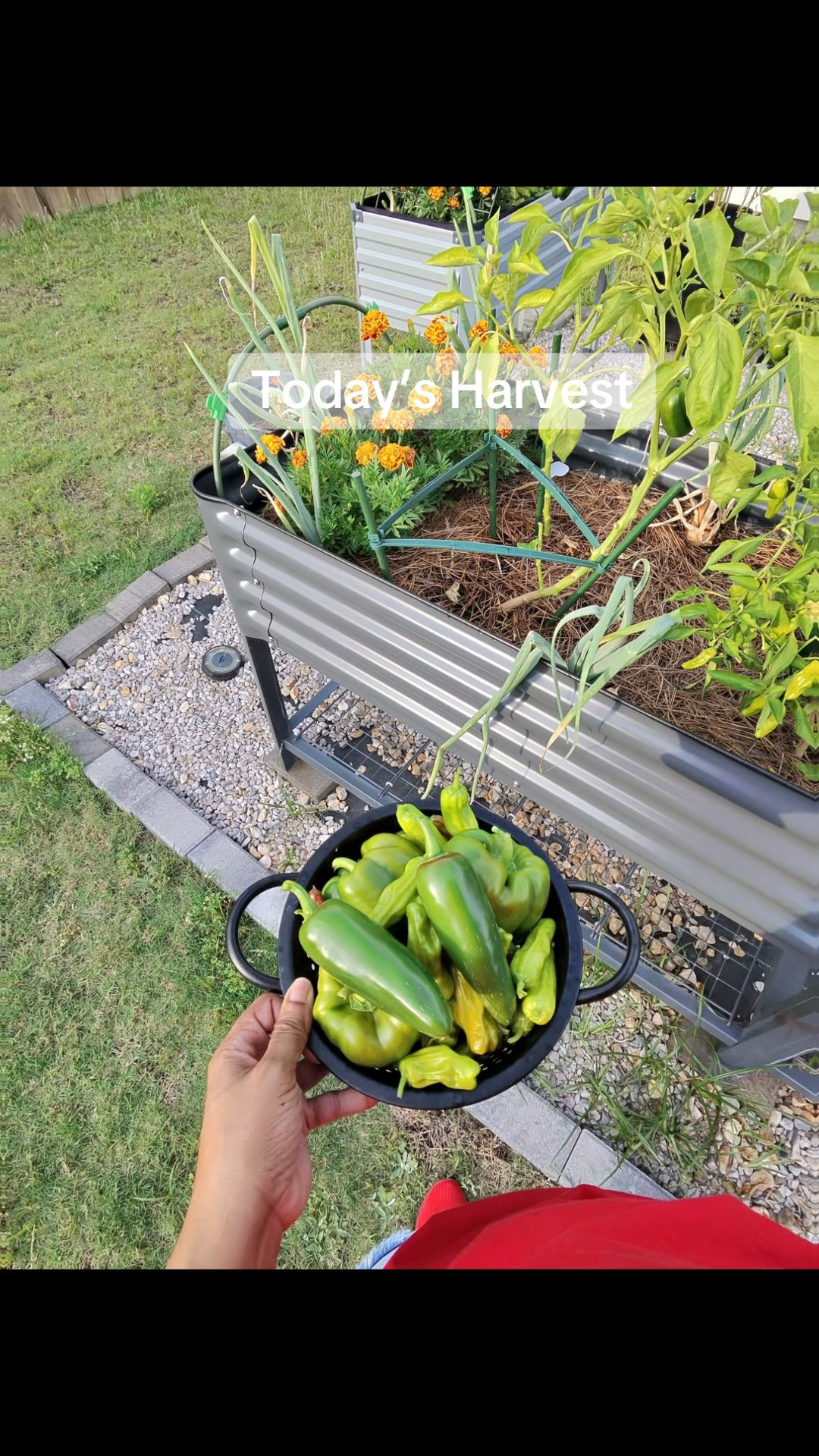 Fresh from the backyard and straight to the kitchen. 🌱🫑🌶️🍅 Bell peppers, jalapeños, shishito peppers, and cherry tomatoes harvested today. Every harvest feels like a little reminder that patience, consistency, and a little sunshine go a long way. 💚”

#GardenHarvest #HomegrownVegetables #BackyardGarden #TexasGarden #GardenLife

#LTKdayinmylife #LTKHome