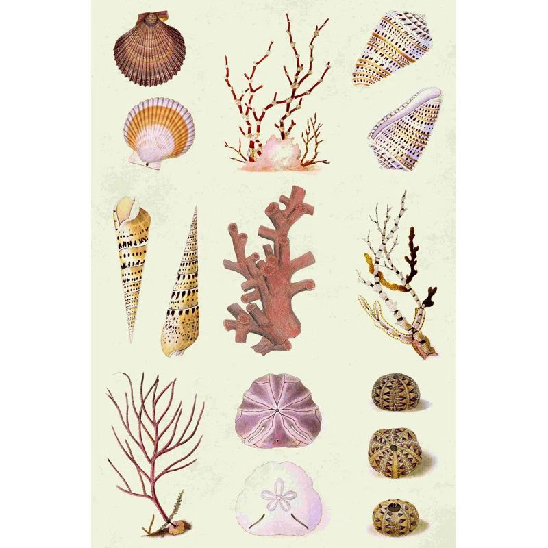 Coral And Shell Collage II On Canvas by Vision Studio Print | Wayfair North America