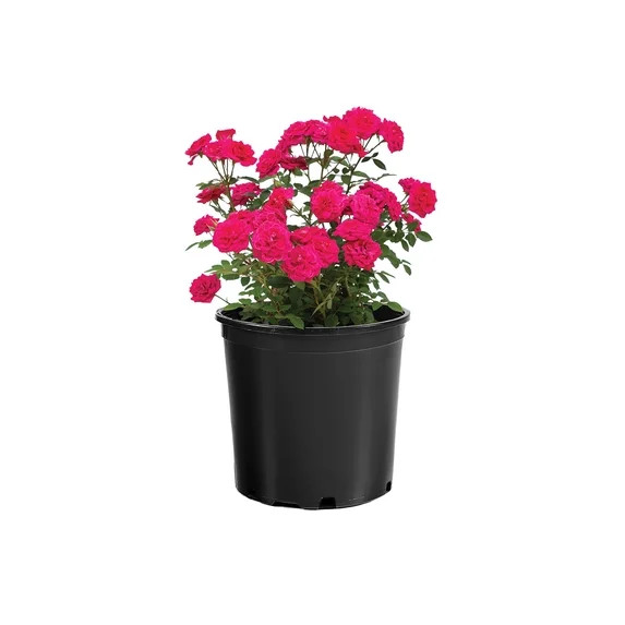 Better Homes and Gardens 1G Roses Sunblaze Flowering Live Plants Full Sun Multicolor | Walmart (US)