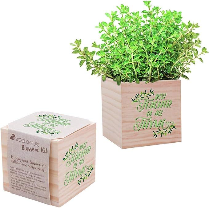 Cheersville Thyme Desk Plant for Office or Classroom Decor - Growing Kit - Appreciation Plant Cub... | Amazon (US)