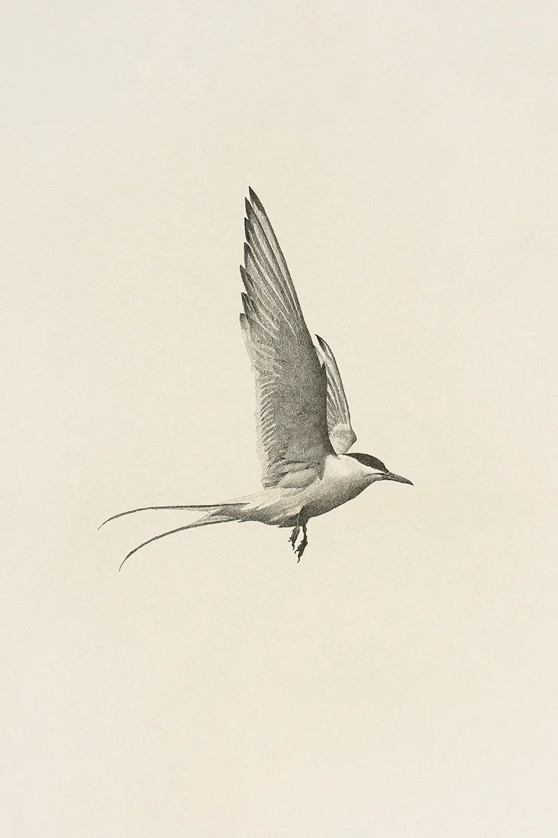 FLIGHT Large Wall Art | Vintage Bird Art Print | Juniper Print Shop