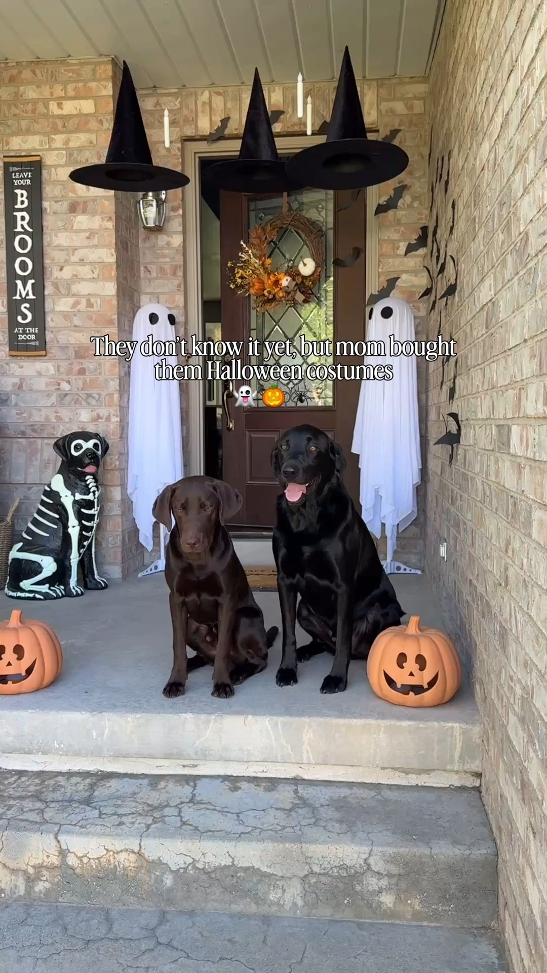 Front porch Halloween decor

The pups fit in perfectly with the Halloween decor  

#LTKHalloween #LTKSeasonal #LTKHome