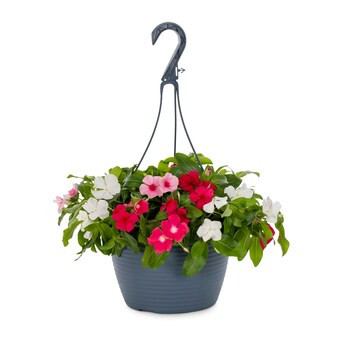 Lowe's Multicolor Vinca in 1.5-Gallons Hanging Basket | Lowe's