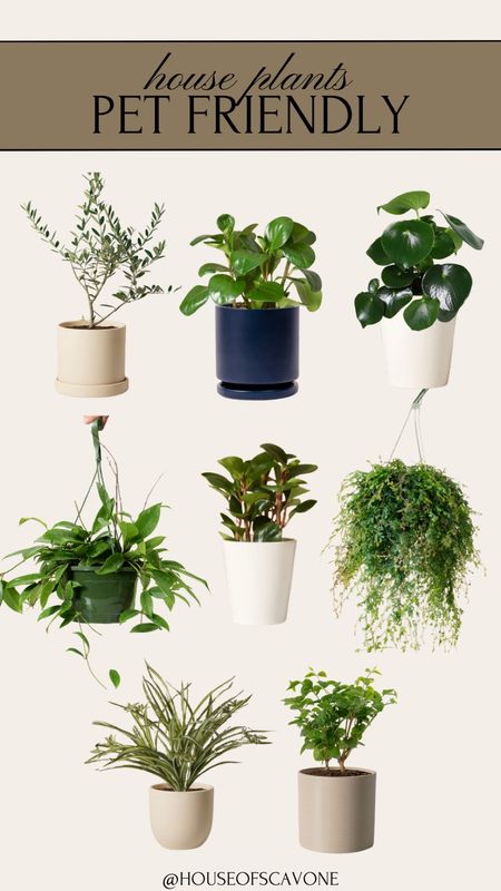 pet friendly house plants 🪴 #houseplants #hangingplants #planter #vase #indoorplanter #indoorvase #plant #ltkpets

#LTKfindsunder50 #LTKfamily #LTKhome