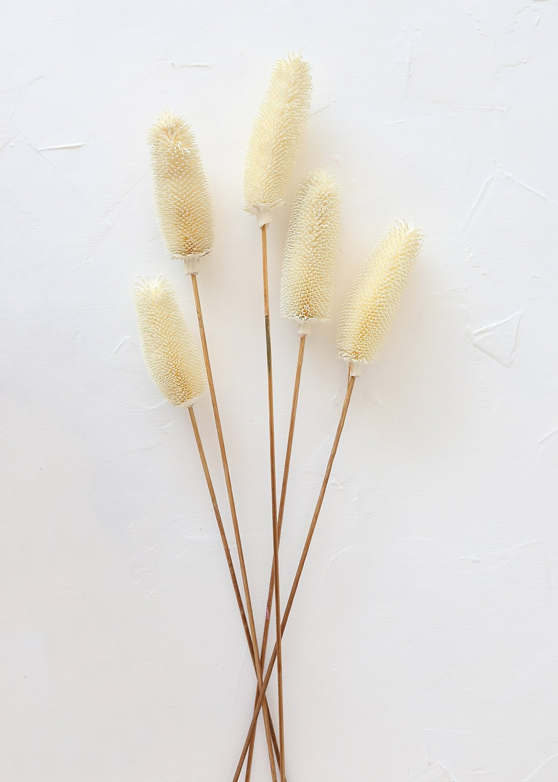 Pack of 5 - Dried Dipsacus Thistle in White - 25-30" Tall | Afloral (US)