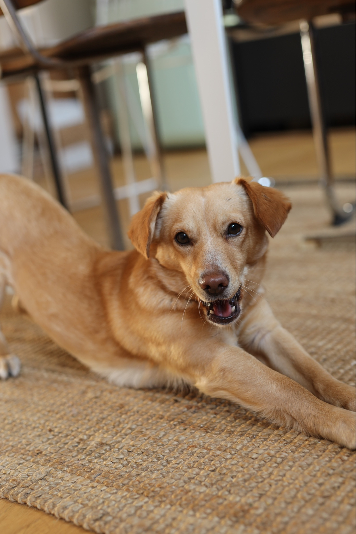 My dog’s favourite things: healthy dog chews, stylish dog toys, the tastiest treats, aesthetic dog beds, fun dog clothes, harnesses, leads and collars - all Dobby approved :)

#LTKhome #LTKMostLoved #LTKeurope